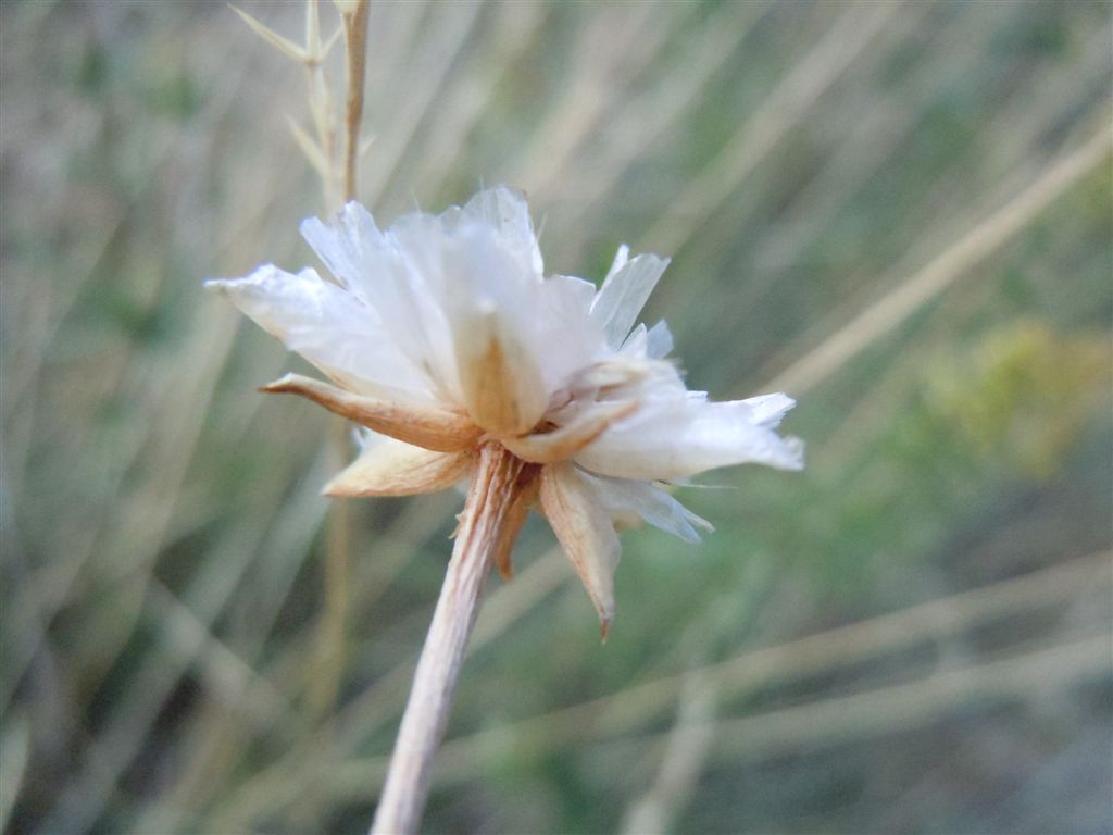 Armeria canescens / Spillone biancastro